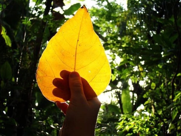 Experiências Sonoras